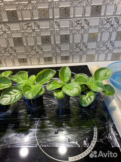 Сортовые фиалки