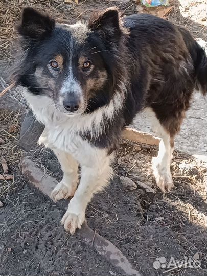 Собака для охраны