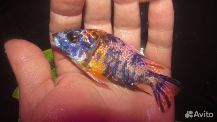 Аулонокара самцы. В наличие 11