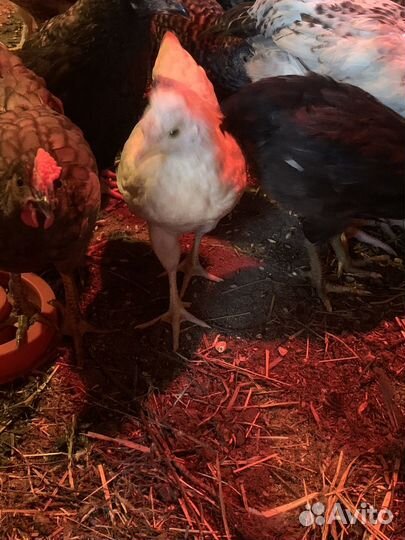 Молодые петушки