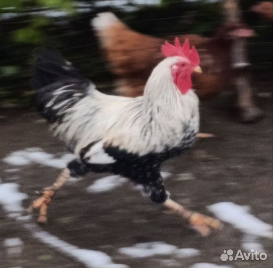 Продам петуха