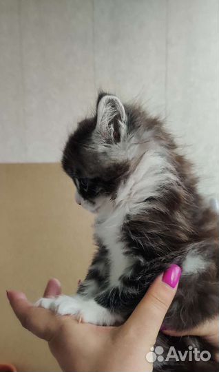 Кошки мейн-кун