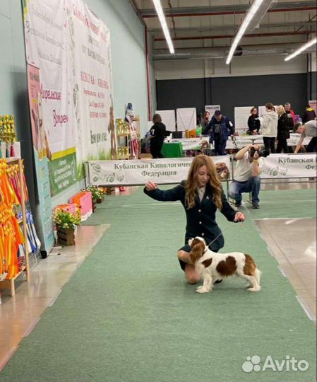 Кинолог. Дрессировка собак и Хэндлинг