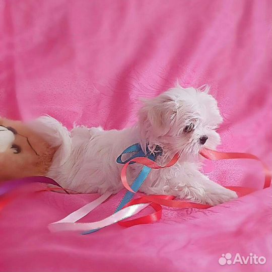 Щенки Мальтезе