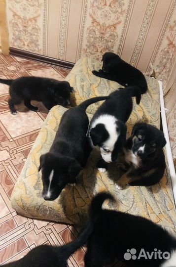 Щенки в добрые руки