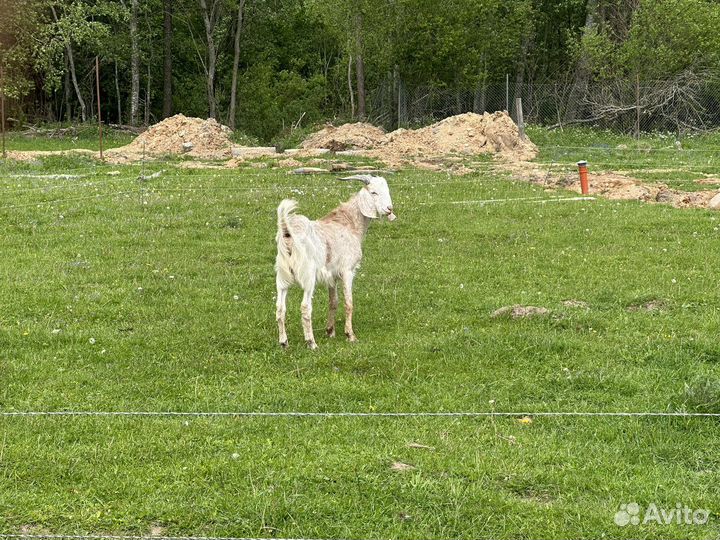Англо нубийский козел