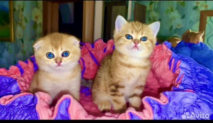 Шотландские котята золотая шиншилла с документами