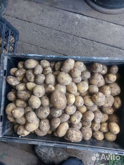 Картофель