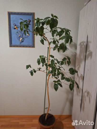 Гибискус древовидный