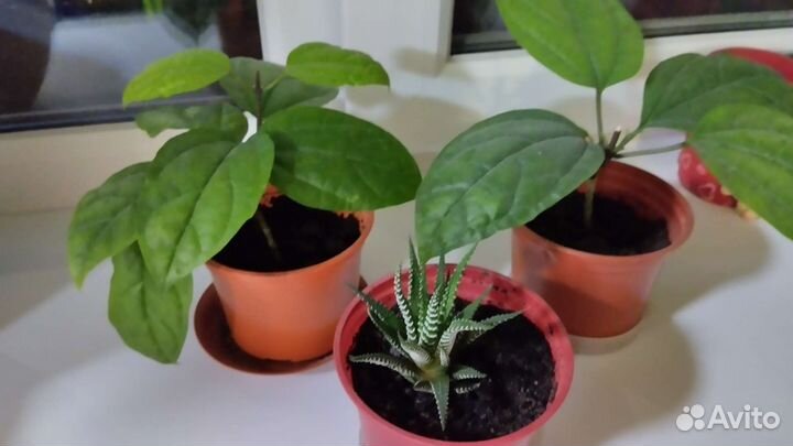 Комнатные растения
