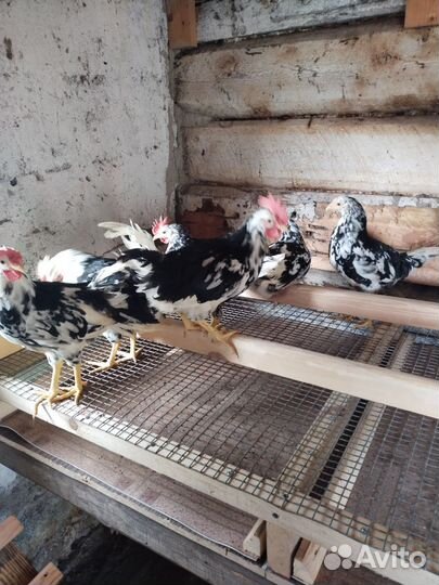 Петухи леггорн долматинец