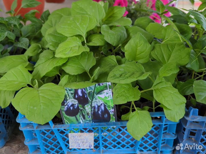 Рассада помидор, овощей и цветов