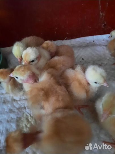 Цветной броллер голошейка есть в наличие