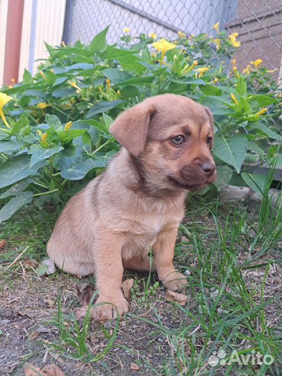 Собака в добрые руки щенок