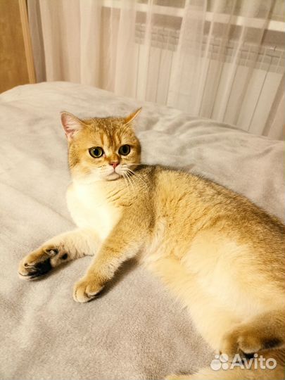 Британский котик