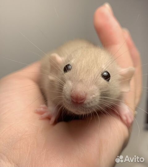 Крысята Крыса Декоративная крыса Крысенок