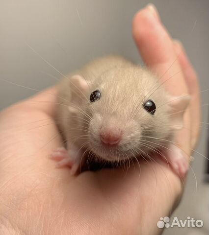 Крысята Крыса Декоративная крыса Крысенок