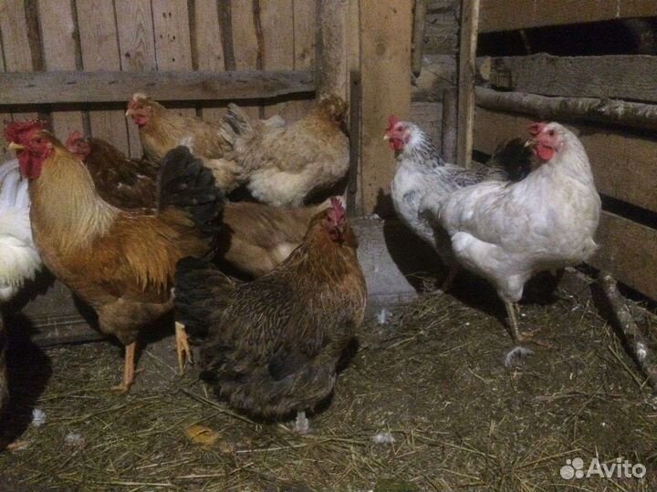 Куры несушки домашние