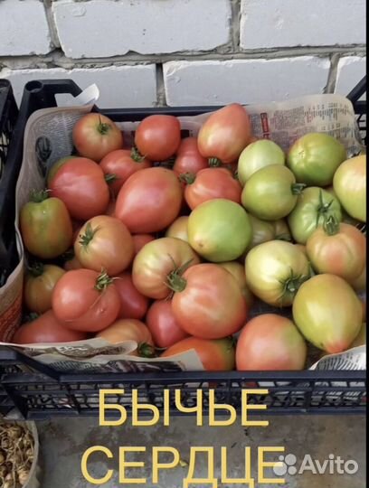 Рассада томатов помидор