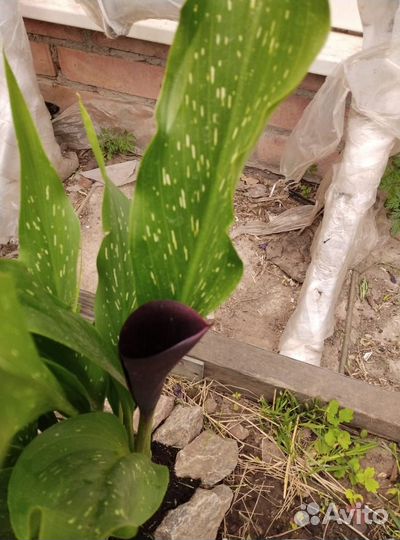 Каллы клубни