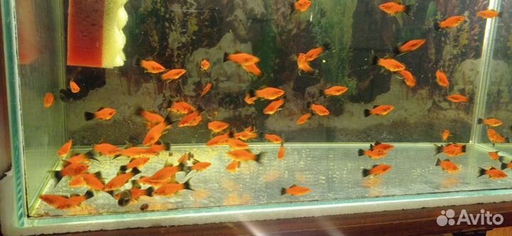 Аквариумные рыбки