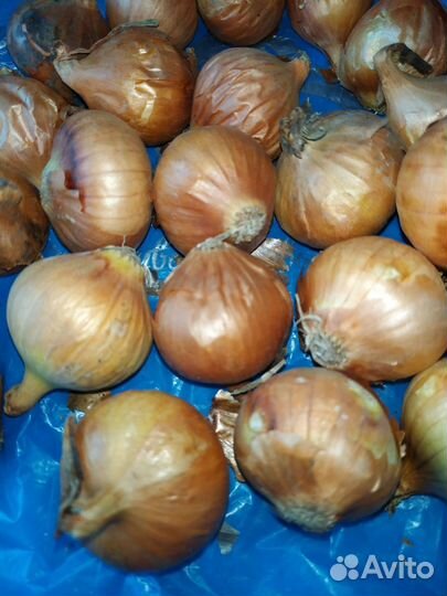 Лук севок штутгартер ризен