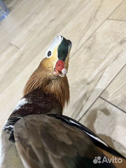 Птица утка имитация чучело