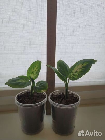 Диффенбахия