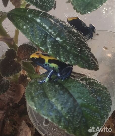 Дневные лягушки (лягушата)