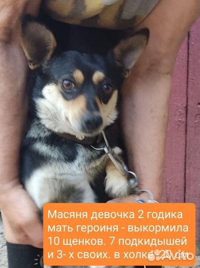 Собака в добрые руки отдам бесплатно