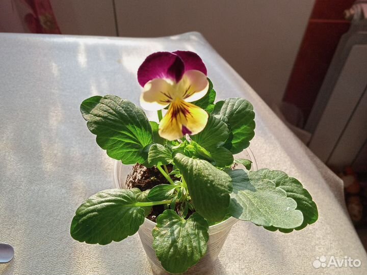 Однолетние цветы