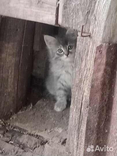 Котенок 2 месяца