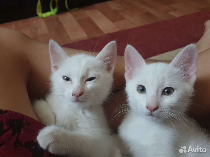 Отдам одного из котят в добрые руки бесплатно