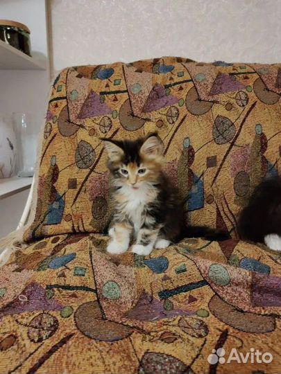 Котенок девочка Мейн кун