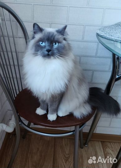 Нужен жених для кошечки