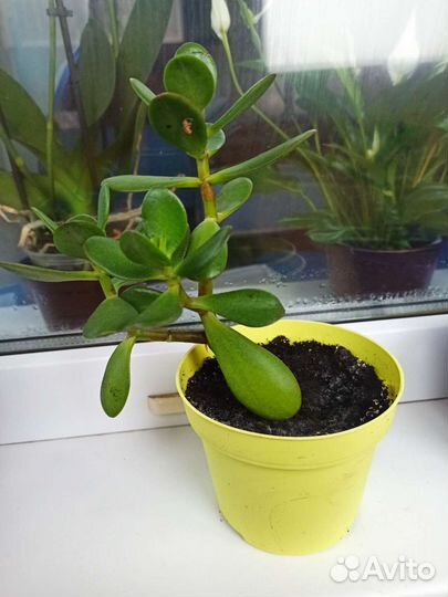 Денежное дерево