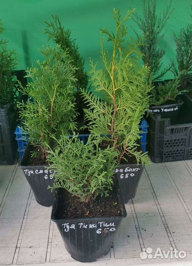 Можжевельник Блю чип