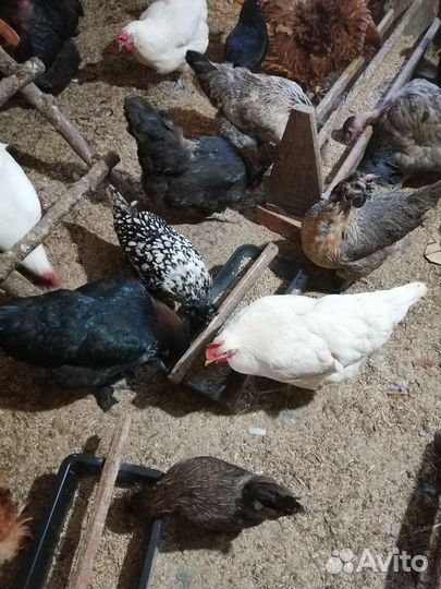 Куры несушки