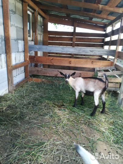 Альпийские козочки