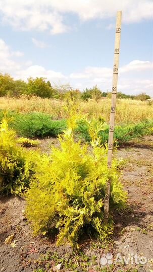 Туя западная еллоу риббон