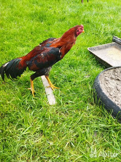 Куры и петухи