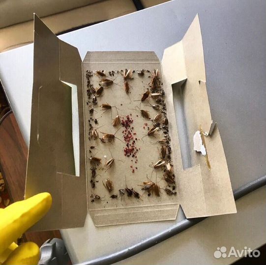 Дезинсекция: Уничтожение тараканов, клопов, мышей