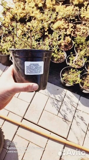 Цветы многолетние почвопокровные