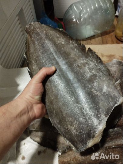 Палтус свежемороженый