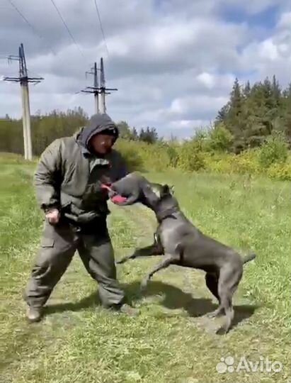 Дрессировка и воспитание собак. Кинолог