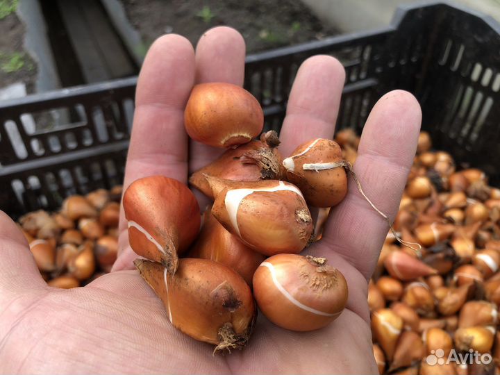 Тюльпаны(луковицы)