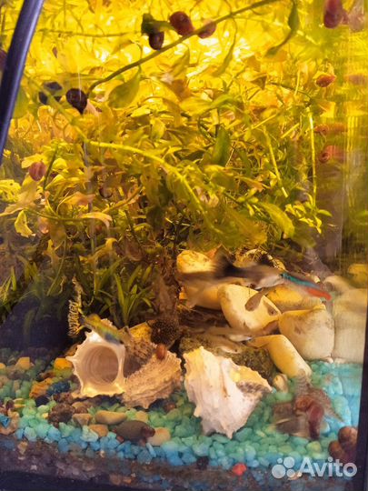 Аквариум с рыбками готовый