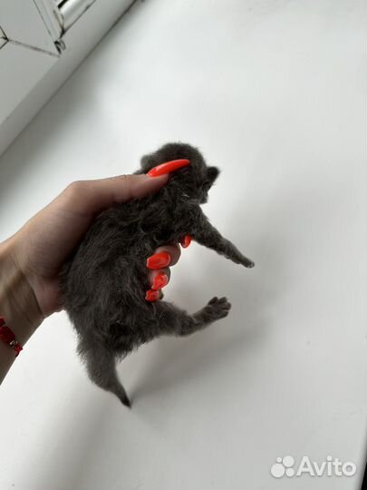 Котята бесплатно