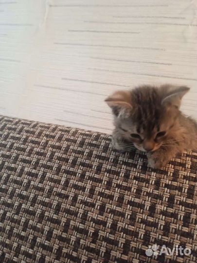 Кошка в дар