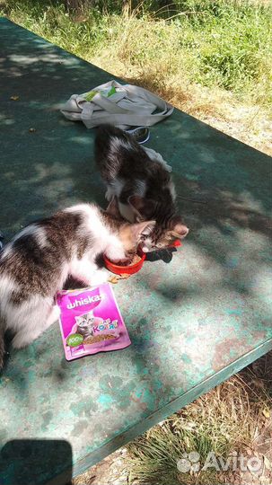 Отдаю 2-ое котят бесплатно